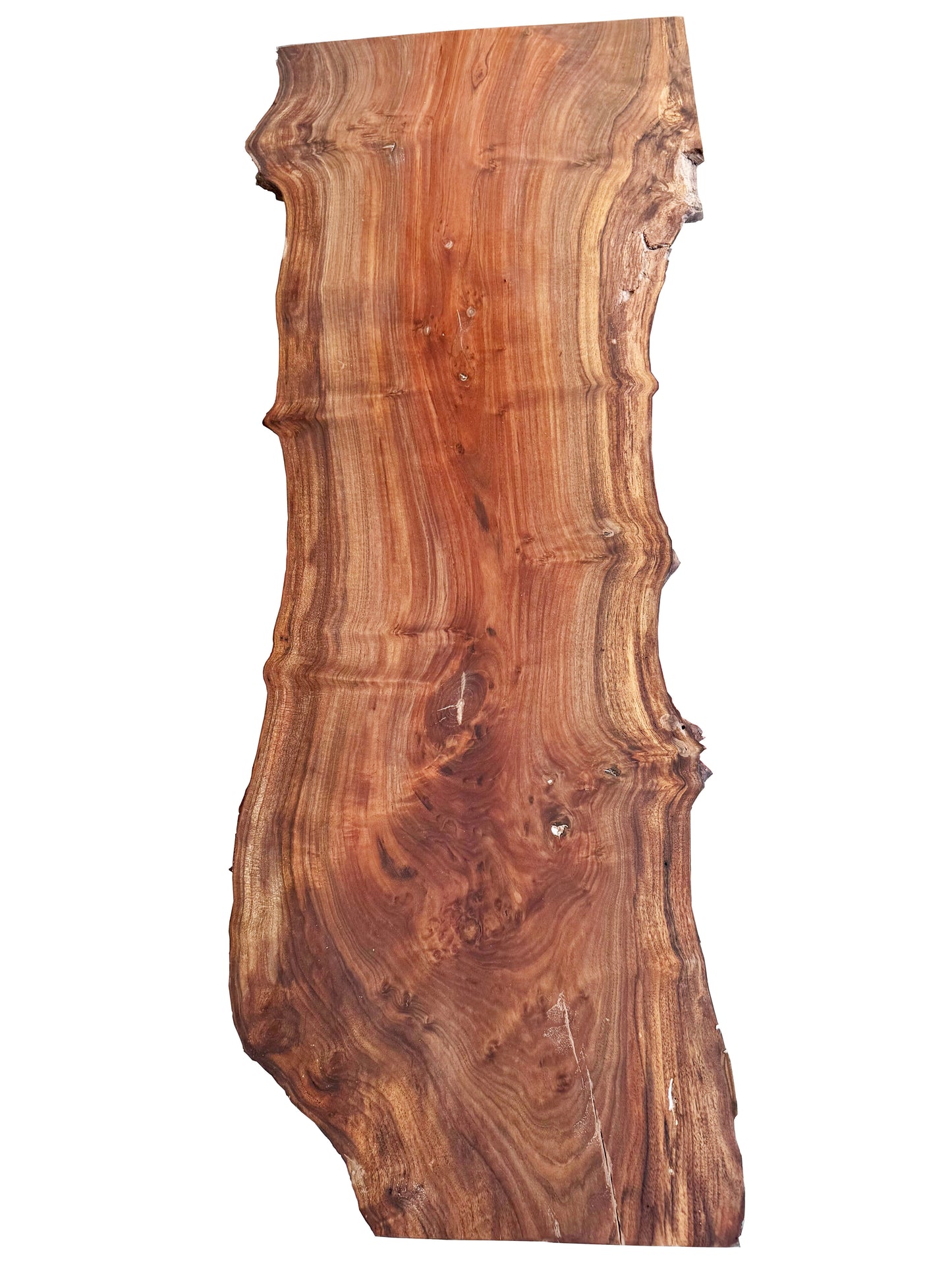 Walnut Live Edge Slab - Sample.